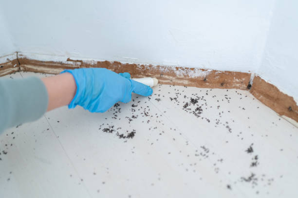 Best Affordable Pest Control Services  in Barview, OR